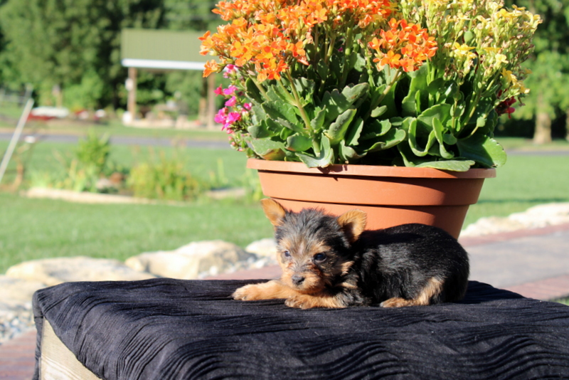 puppy, for, sale, Yorkshire Terrier, Matthew B. Stoltzfus, dog, breeder, Gap, PA, dog-breeder, puppy-for-sale, forsale, nearby, find, puppyfind, locator, puppylocator, aca